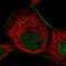ZFP62 Zinc Finger Protein antibody, HPA048629, Atlas Antibodies, Immunofluorescence image 