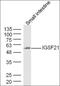 Family With Sequence Similarity 83 Member F antibody, orb2952, Biorbyt, Western Blot image 