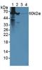 Glutamate Dehydrogenase 1 antibody, LS-C663159, Lifespan Biosciences, Western Blot image 