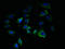 Transmembrane 7 Superfamily Member 3 antibody, LS-C376793, Lifespan Biosciences, Immunofluorescence image 