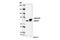 Sterile alpha and TIR motif-containing protein 1 antibody, 13022S, Cell Signaling Technology, Western Blot image 