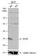 Enoyl-CoA Hydratase 1 antibody, NBP1-31662, Novus Biologicals, Western Blot image 