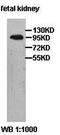 Zinc finger CCCH domain-containing protein 12C antibody, orb77482, Biorbyt, Western Blot image 