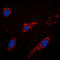Rap Guanine Nucleotide Exchange Factor 3 antibody, LS-C353251, Lifespan Biosciences, Immunofluorescence image 