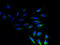 Neurensin-1 antibody, A66146-100, Epigentek, Immunofluorescence image 