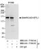 hHEL1 antibody, NB100-79834, Novus Biologicals, Immunoprecipitation image 