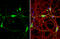 Beta-Secretase 1 antibody, GTX134480, GeneTex, Immunofluorescence image 