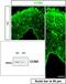 Programmed Cell Death 10 antibody, 10294-2-AP, Proteintech Group, Immunofluorescence image 