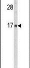 Glia Maturation Factor Gamma antibody, PA5-15033, Invitrogen Antibodies, Western Blot image 