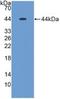 Mucin 5B, Oligomeric Mucus/Gel-Forming antibody, LS-C314588, Lifespan Biosciences, Western Blot image 