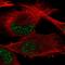 General Transcription Factor IIH Subunit 2 antibody, HPA047001, Atlas Antibodies, Immunofluorescence image 