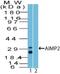Aminoacyl TRNA Synthetase Complex Interacting Multifunctional Protein 2 antibody, PA5-73007, Invitrogen Antibodies, Western Blot image 