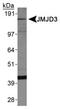 Lysine Demethylase 6B antibody, PA5-22974, Invitrogen Antibodies, Western Blot image 