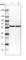 LUC7L3 antibody, HPA020017, Atlas Antibodies, Western Blot image 