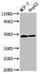 Cyclin And CBS Domain Divalent Metal Cation Transport Mediator 3 antibody, CSB-PA843333LA01HU, Cusabio, Western Blot image 