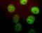 Peptidylprolyl Cis/Trans Isomerase, NIMA-Interacting 1 antibody, NBP1-05424, Novus Biologicals, Immunofluorescence image 