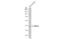 NPHS2 Stomatin Family Member, Podocin antibody, GTX132753, GeneTex, Western Blot image 