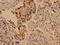 SLIT And NTRK Like Family Member 5 antibody, CSB-PA021774LA01HU, Cusabio, Immunohistochemistry paraffin image 