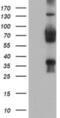 TLE Family Member 2, Transcriptional Corepressor antibody, NBP2-01733, Novus Biologicals, Western Blot image 