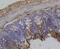 Integrin Subunit Beta 1 antibody, 13-899, ProSci, Immunohistochemistry frozen image 