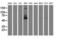 TUB Like Protein 3 antibody, LS-C173666, Lifespan Biosciences, Western Blot image 