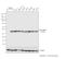 Protein Phosphatase 2 Catalytic Subunit Alpha antibody, PA5-17510, Invitrogen Antibodies, Western Blot image 