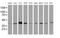 Alpha-1,4-N-Acetylglucosaminyltransferase antibody, MA5-26434, Invitrogen Antibodies, Western Blot image 