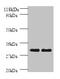 Major Histocompatibility Complex, Class II, DP Beta 1 antibody, CSB-PA14809A0Rb, Cusabio, Western Blot image 