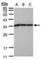 Eukaryotic Translation Elongation Factor 1 Beta 2 antibody, PA5-28474, Invitrogen Antibodies, Western Blot image 