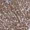VPS37D antibody, NBP1-93480, Novus Biologicals, Immunohistochemistry paraffin image 