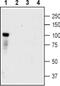 Neurotrophic Receptor Tyrosine Kinase 3 antibody, PA5-77539, Invitrogen Antibodies, Western Blot image 