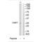 Calcium-binding protein 7 antibody, A15152, Boster Biological Technology, Western Blot image 