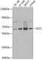 E74 Like ETS Transcription Factor 2 antibody, GTX32584, GeneTex, Western Blot image 