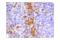 Interferon Regulatory Factor 5 antibody, 76983S, Cell Signaling Technology, Immunohistochemistry paraffin image 
