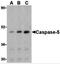 Caspase 5 antibody, 3457, ProSci Inc, Western Blot image 