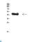 Regulator Of Chromosome Condensation 1 antibody, LS-C813753, Lifespan Biosciences, Western Blot image 
