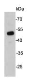 Undifferentiated Embryonic Cell Transcription Factor 1 antibody, NBP2-66773, Novus Biologicals, Western Blot image 