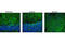 MAP2 antibody, 4542S, Cell Signaling Technology, Immunofluorescence image 