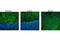 MAP2ab antibody, 4542S, Cell Signaling Technology, Immunofluorescence image 