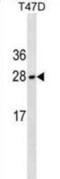p21 antibody, abx025500, Abbexa, Western Blot image 