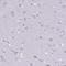 FYN Binding Protein 1 antibody, HPA026796, Atlas Antibodies, Immunohistochemistry frozen image 