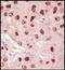 Myogenic factor 5 antibody, orb256701, Biorbyt, Immunohistochemistry paraffin image 