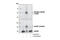 Cell Division Cycle 25C antibody, 9527T, Cell Signaling Technology, Western Blot image 