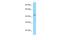 Adiponectin Receptor 2 antibody, A02218, Boster Biological Technology, Western Blot image 