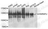 Heterogeneous Nuclear Ribonucleoprotein U antibody, A9907, ABclonal Technology, Western Blot image 