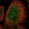 Hephaestin Like 1 antibody, NBP1-90512, Novus Biologicals, Immunofluorescence image 