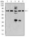 Synapsin I antibody, NBP2-61894, Novus Biologicals, Western Blot image 