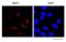 Mediator Of DNA Damage Checkpoint 1 antibody, ab11169, Abcam, Immunocytochemistry image 