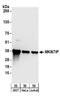 mNIFK antibody, A304-047A, Bethyl Labs, Western Blot image 
