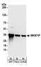 Nucleolar Protein Interacting With The FHA Domain Of MKI67 antibody, A304-047A, Bethyl Labs, Western Blot image 